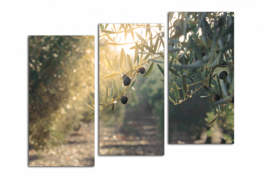Модульная картина Оливковый сад
